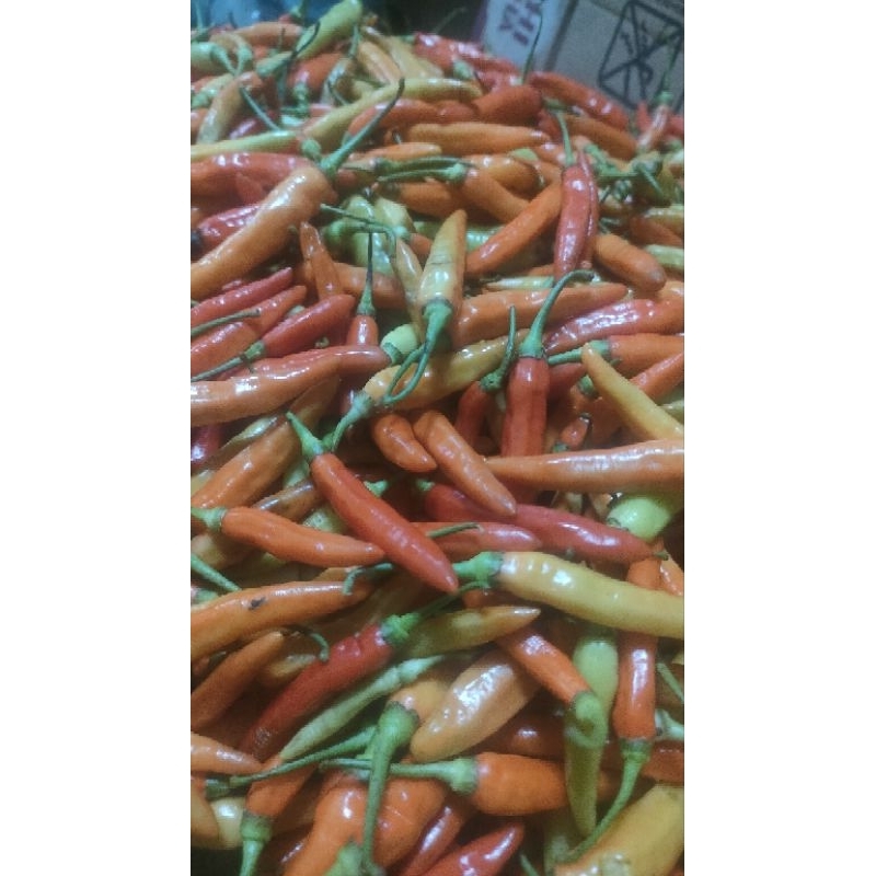 

cabe kecil murah seger fhres