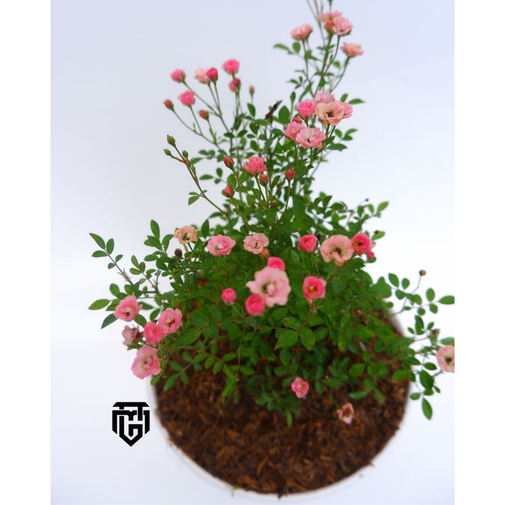 Paket 10 pcs tanaman hias bunga Mawar baby rose - Paket tanaman hias bunga mawar baby rose