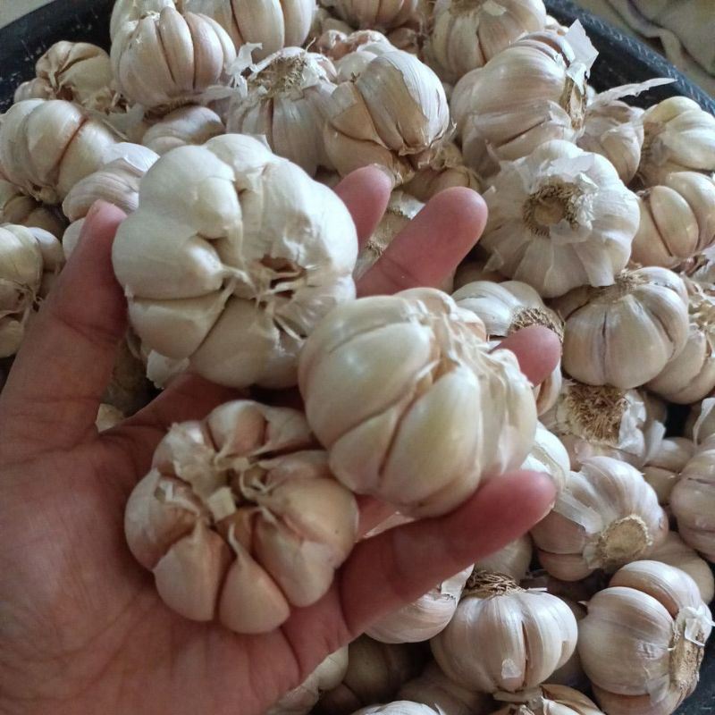 

bawang putih 1kg
