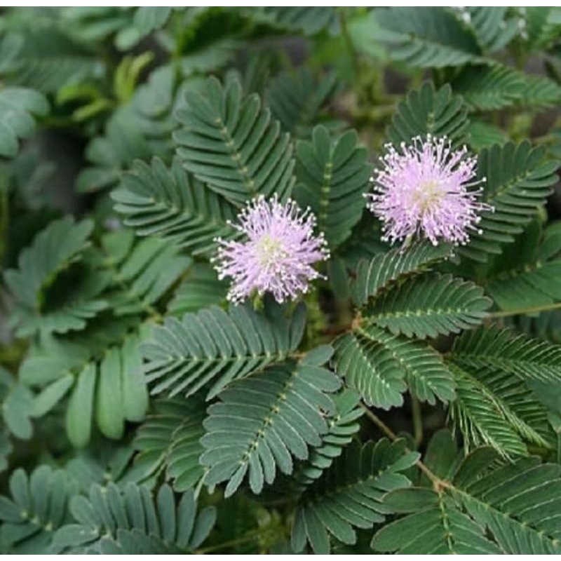 

terbaik daun putri malu 500 gram herbal alami