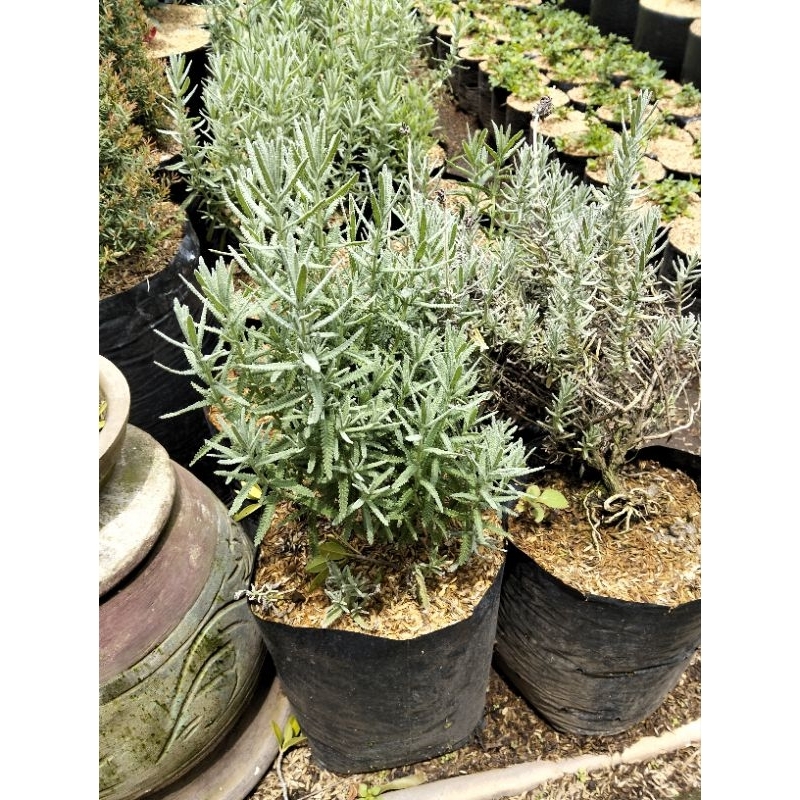 tanaman hias lavender Prancis /lavandula dentata super rimbun dan wangi ukuran besar