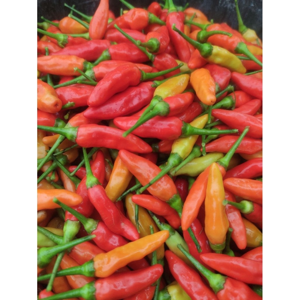 

CABAI RAWIT SUPER (ORI/KALIBER) FRESH 1 KG