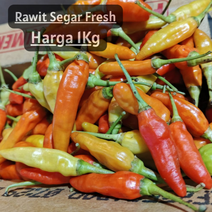 

Termurah Cabe Rawit fresh segar 1kg / cabe rawit merah 1kg fresh segar dijamin / lombok rawit merah fresh segar 1kg [ panen setiap hari langsung dari petani ]