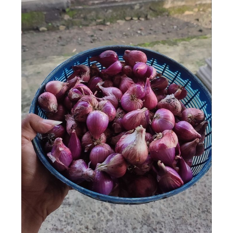 

Bawang Merah / Brambang Super Termurah