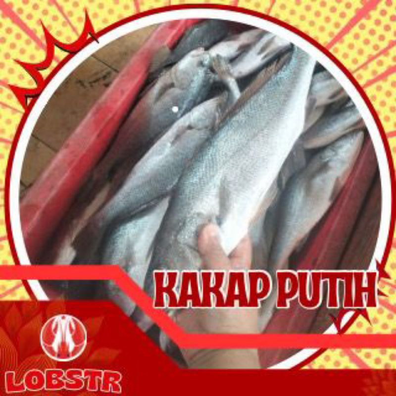 Kakap Putih Beku – Kualitas Ekspor 1 Kg | Fresh & Siap Masak