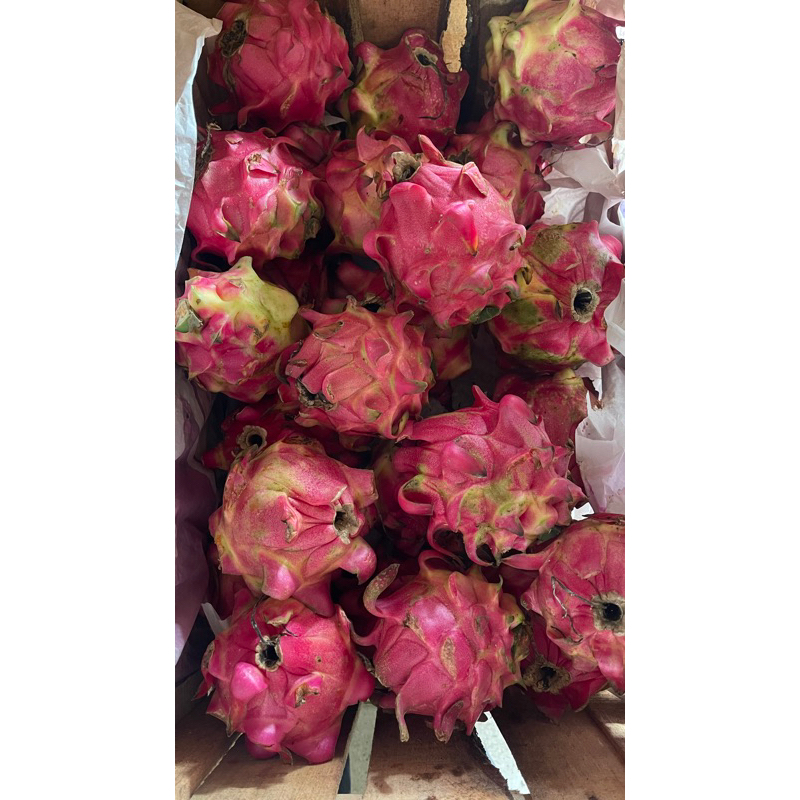 

BUAH NAGA