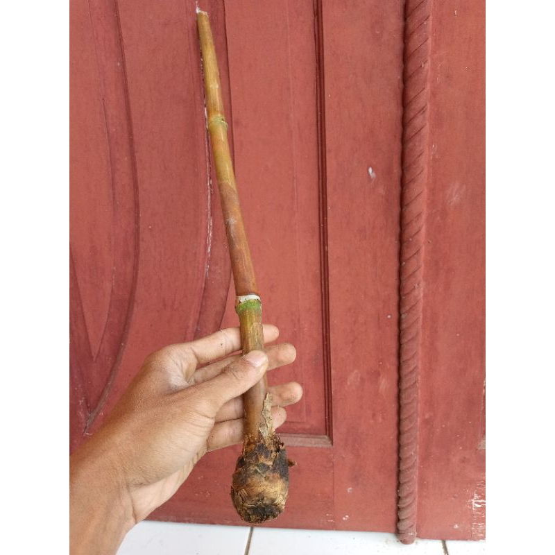 Jual Stik Batang Bambu Ujung Bulat,Stik Kerajinan Bambu Alam Termurah