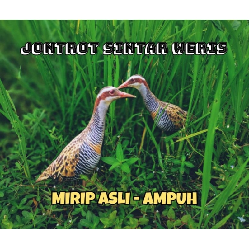 PATUNG JONTROT BURUNG SINTAR WERIS - JONTROT BURUNG SINTAR