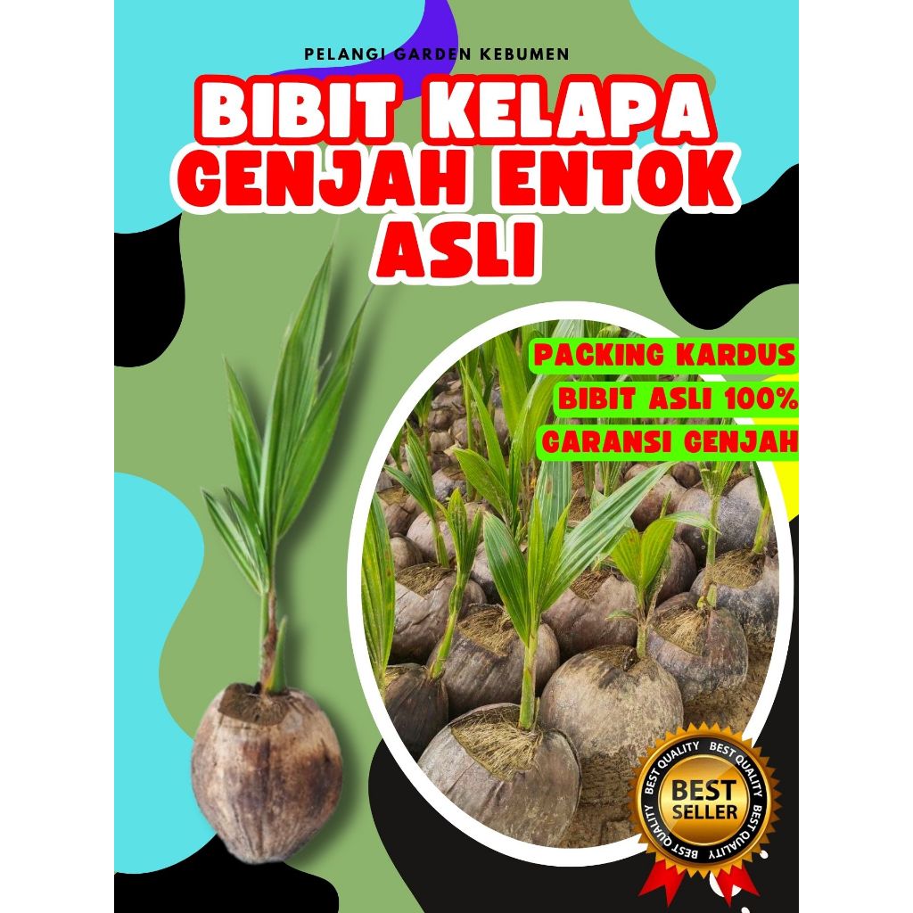 LANGSUNG PETANI.. Pokok Buah Kelapa Genjah Entok Kebumen, Pokok Buah Kelapa Genjah Entok, Pokok Buah