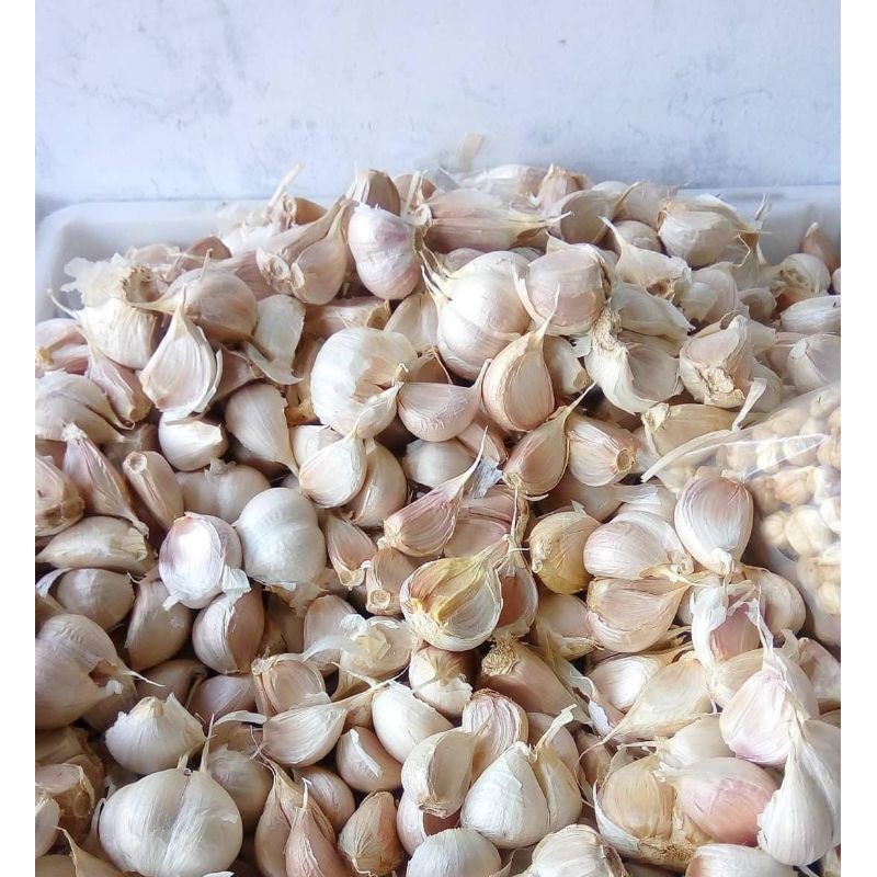 

bawang putih kating