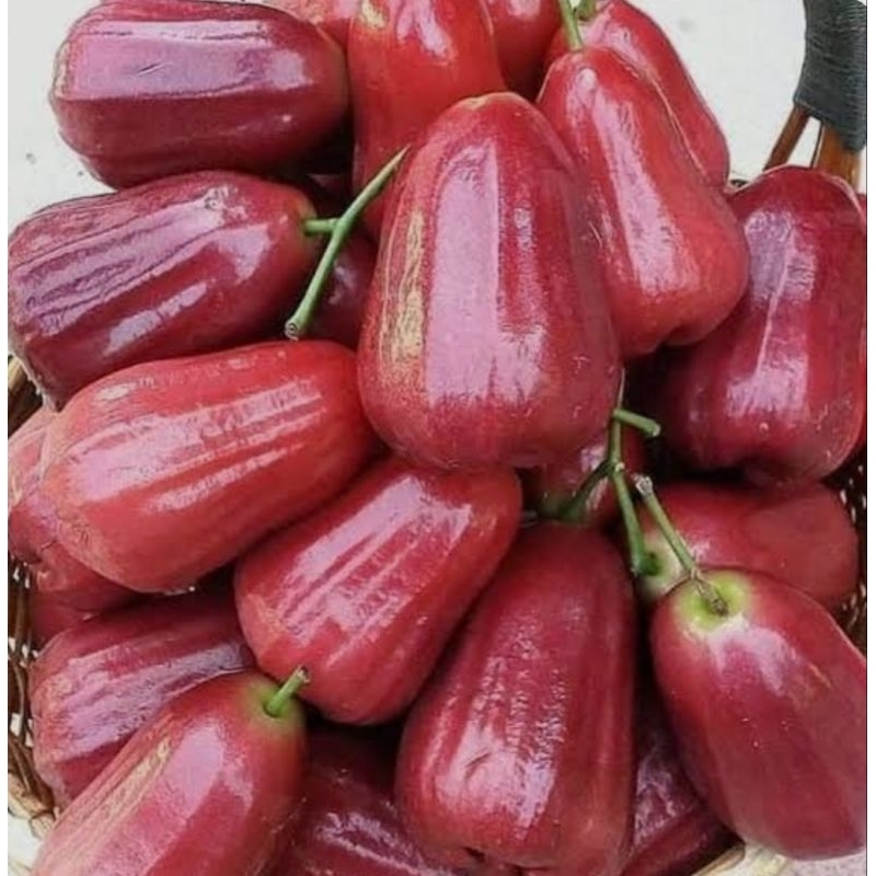 

JAMBU CITRA/CINGCALO MANIS FRESH 1KG