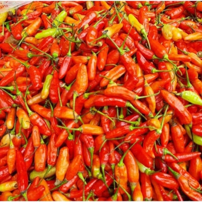 

Cabe Kecil / Cabai Rawit Segar 1/2kg