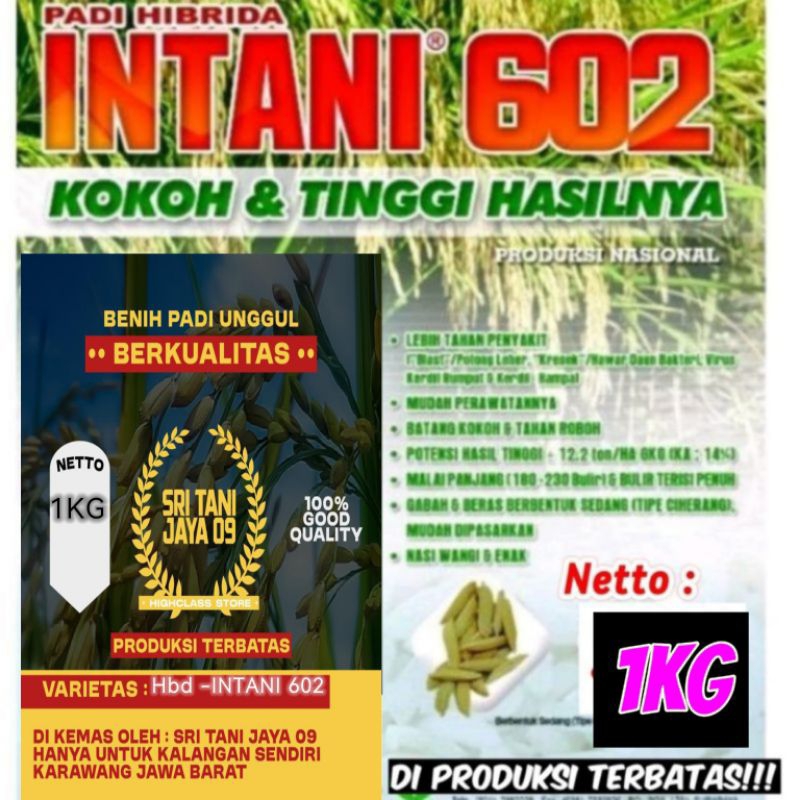 BIBIT PADI HIBRIDA INTANI-602 (1KG) BERKUALITAS unggul.