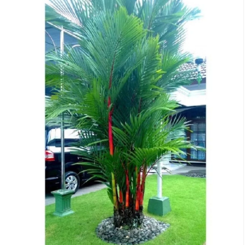 PROMO (COD) TERLARIS TANAMAN HIAS PALEM MERAH ASLI PALEM MERAH 60-80 Cm