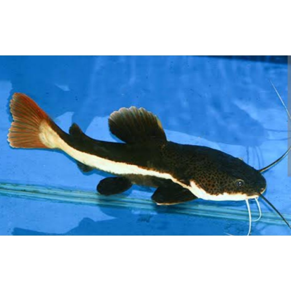 Ikan Red Tail cat (RTC).