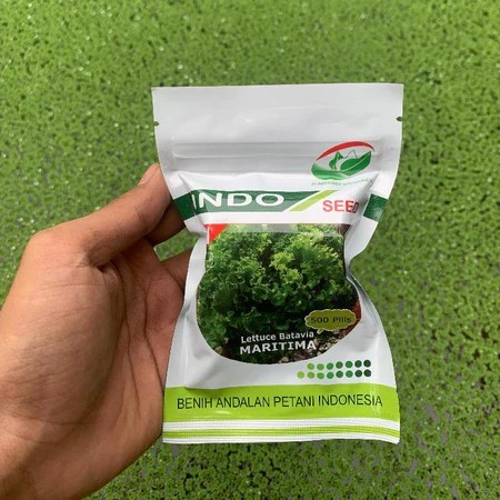 

PROMO !!! BENIH SELADA KERITING BRAVA LETTUCE BATAVIA INDOSEED 1 GRAM SELADA HIJAU SELADA HIDROPONIK