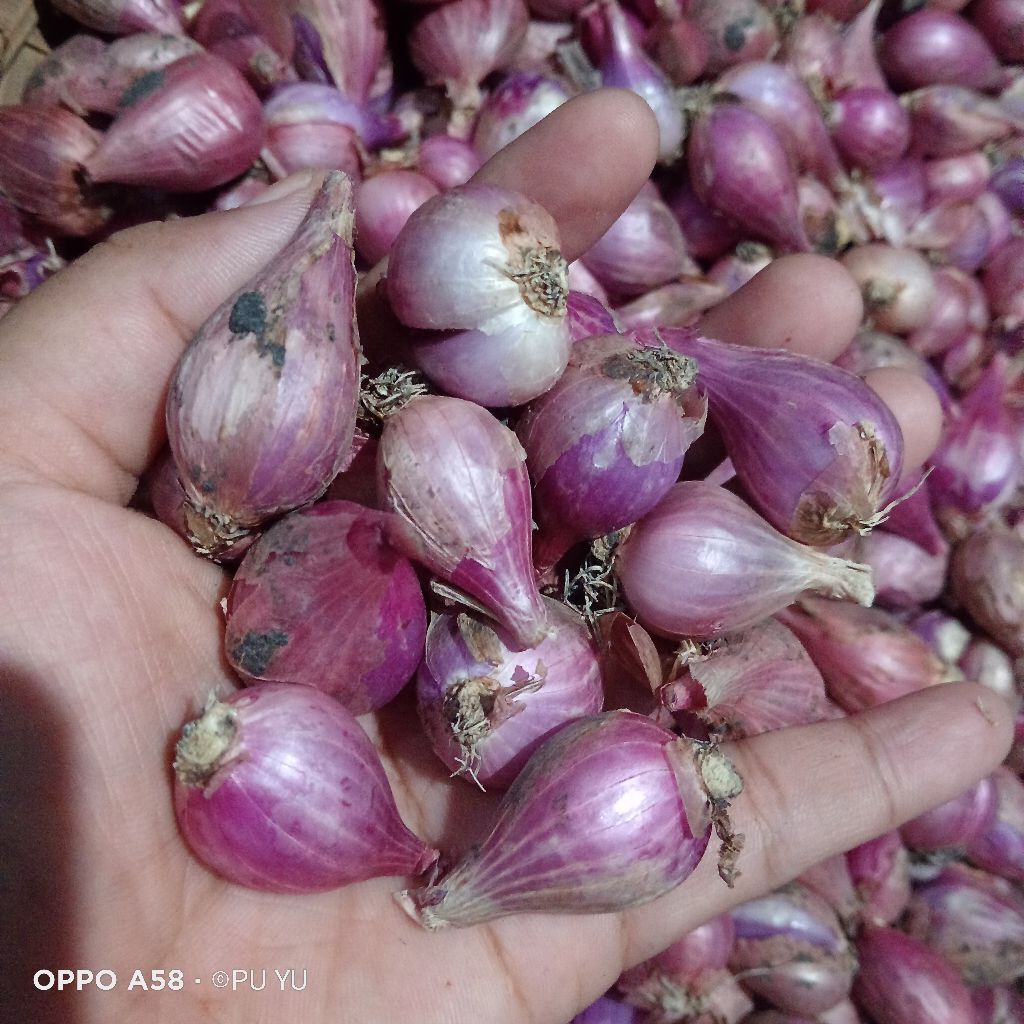 

Bawang merah Nganjuk 1 kg