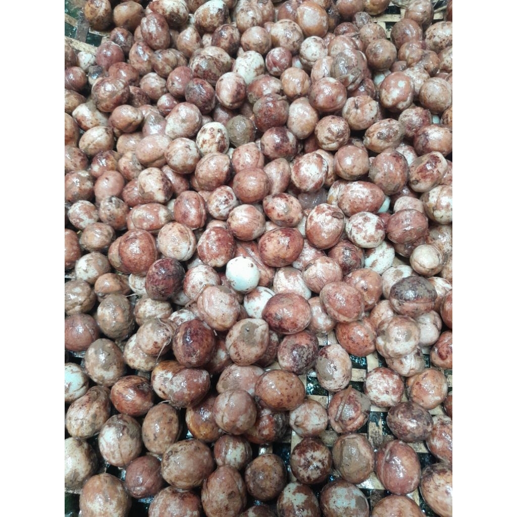 

Kacang Polong Bogor murah Mentah 1kg Segar