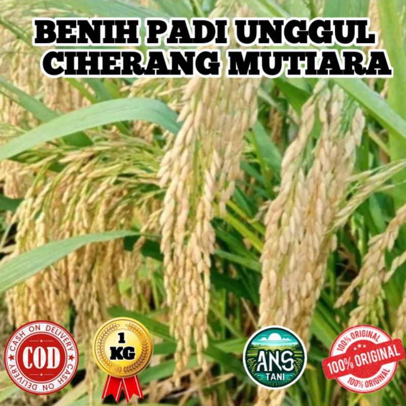 BENIH PADI UNGGUL CIHERANG MUTIARA SUPER BERKUALITAS KEMASAN 1KG