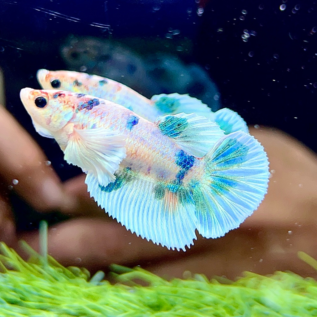 cupang dumbo ear female series