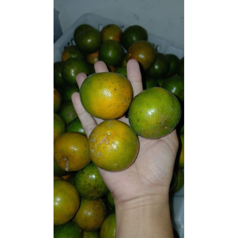 

Jeruk Sambas 1kg