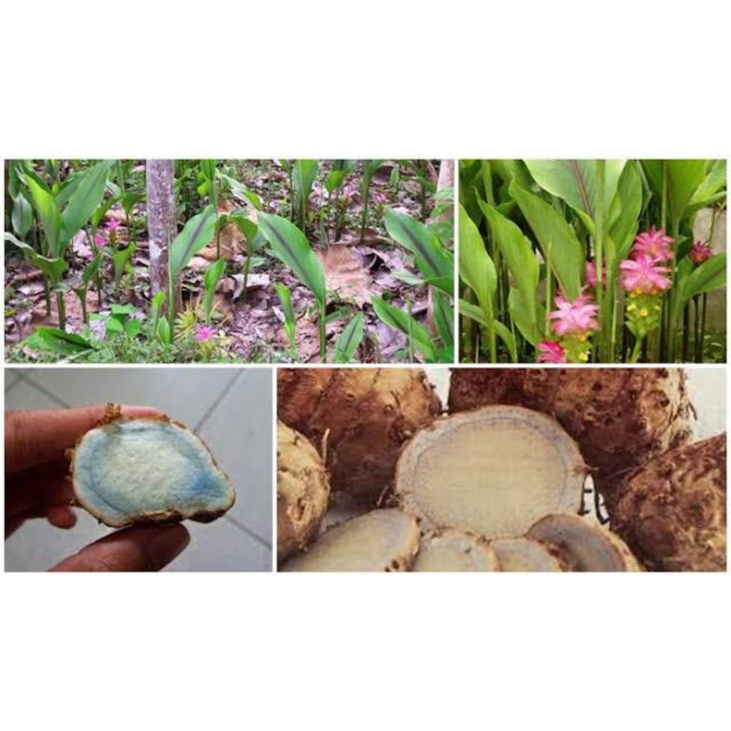 

Temu hitam - temu Ireng - tanaman herbal - obat tradisional