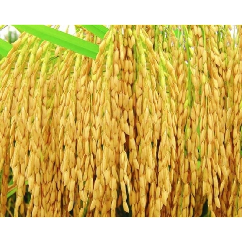 (5kg) Benih padi CIHERANG MUTIARA SUPER bibit unggul, gabah berkualitas