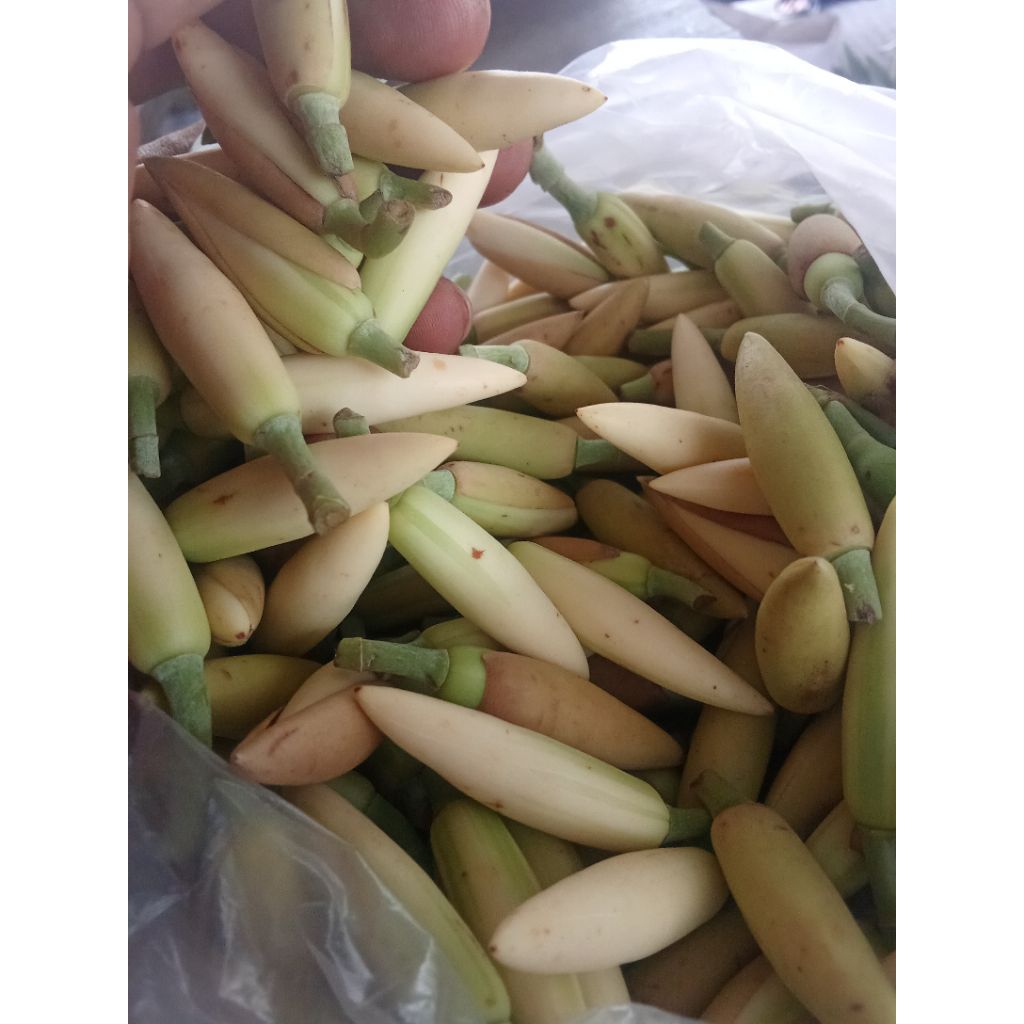 

BUNGA KANTIL HARUM WANGI CANTIK SEGER PER 1 PCS