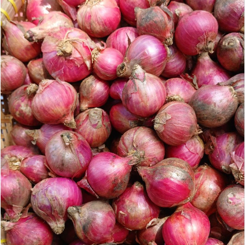 

Bawang Merah Garut