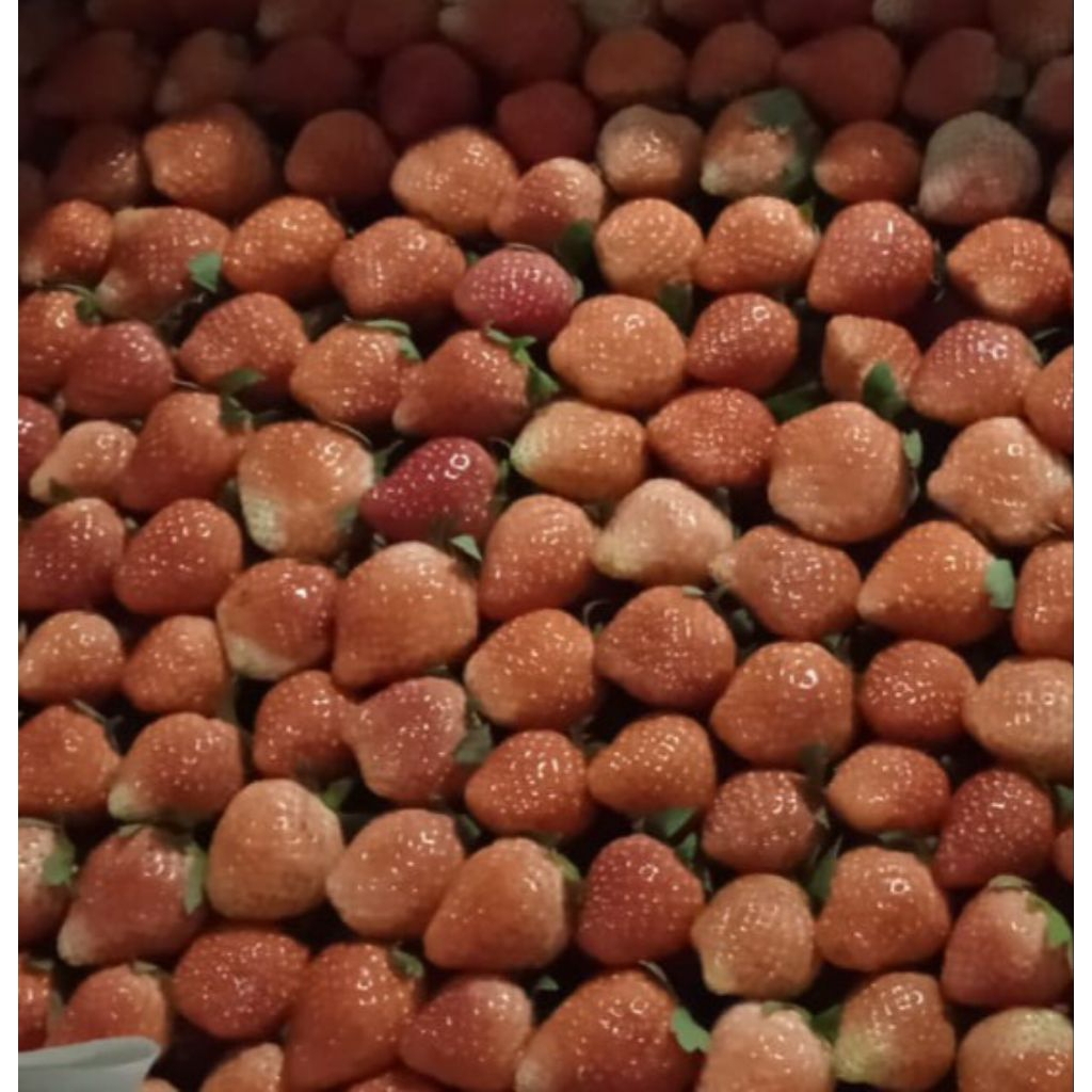 

Paket Grosir Strawberry Fresh 5kg