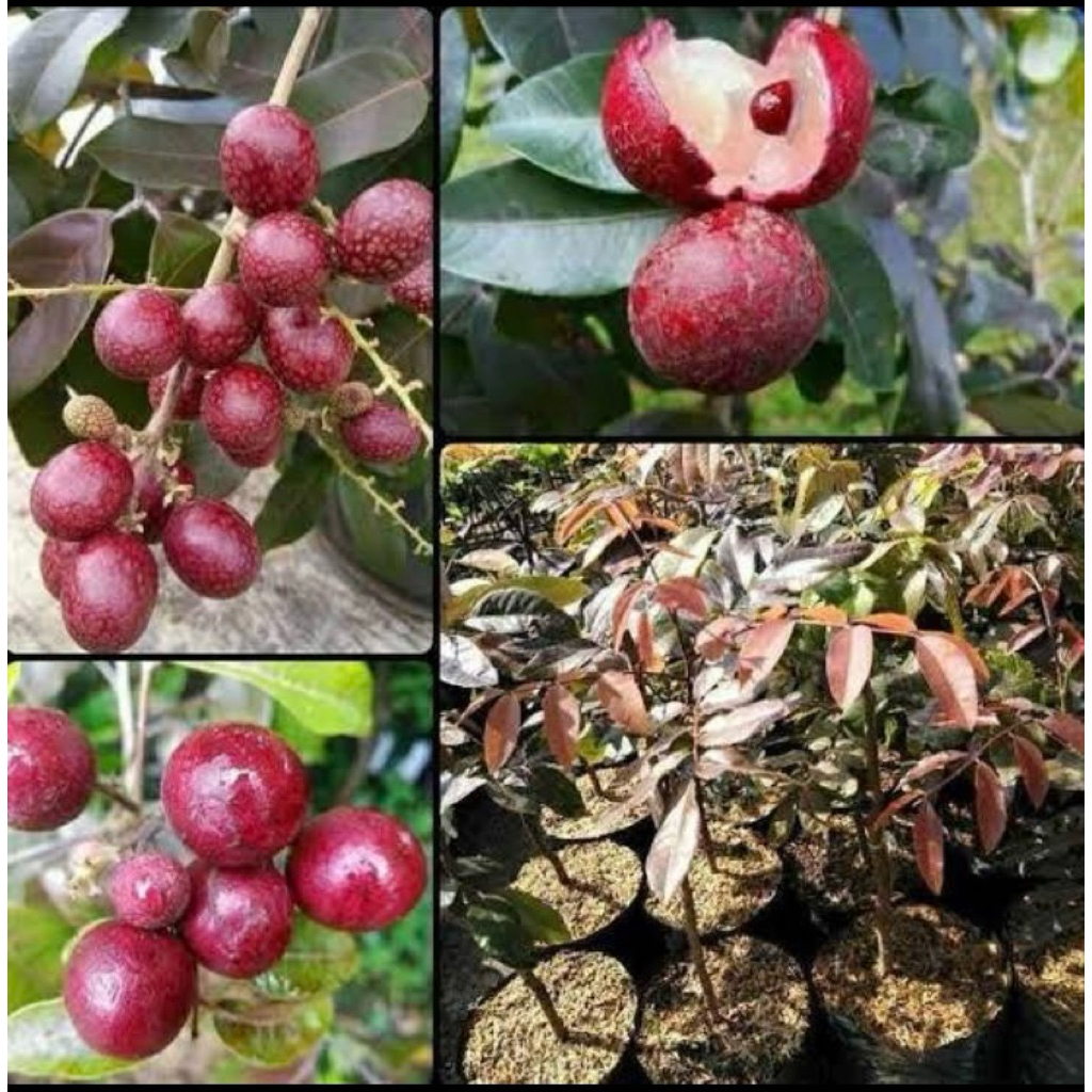 bibit kelengkeng merah buah kelengkeng pohon kelengkeng merah okulasi