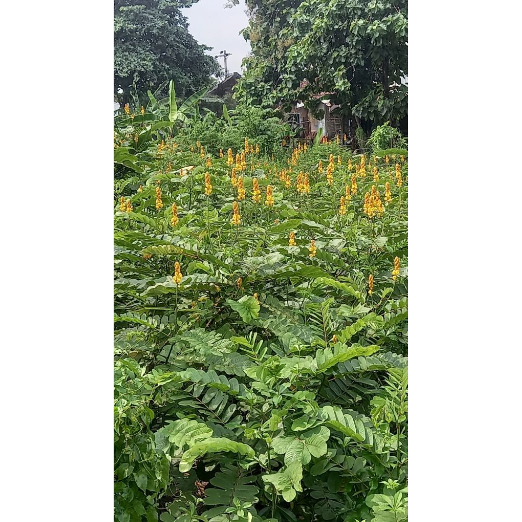

Daun ketepeng cina (kimanila) untuk obat gatal harga per 10 lembar