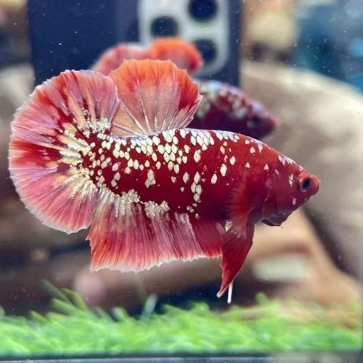 ikan cupang plakad red gold galaxy bahan