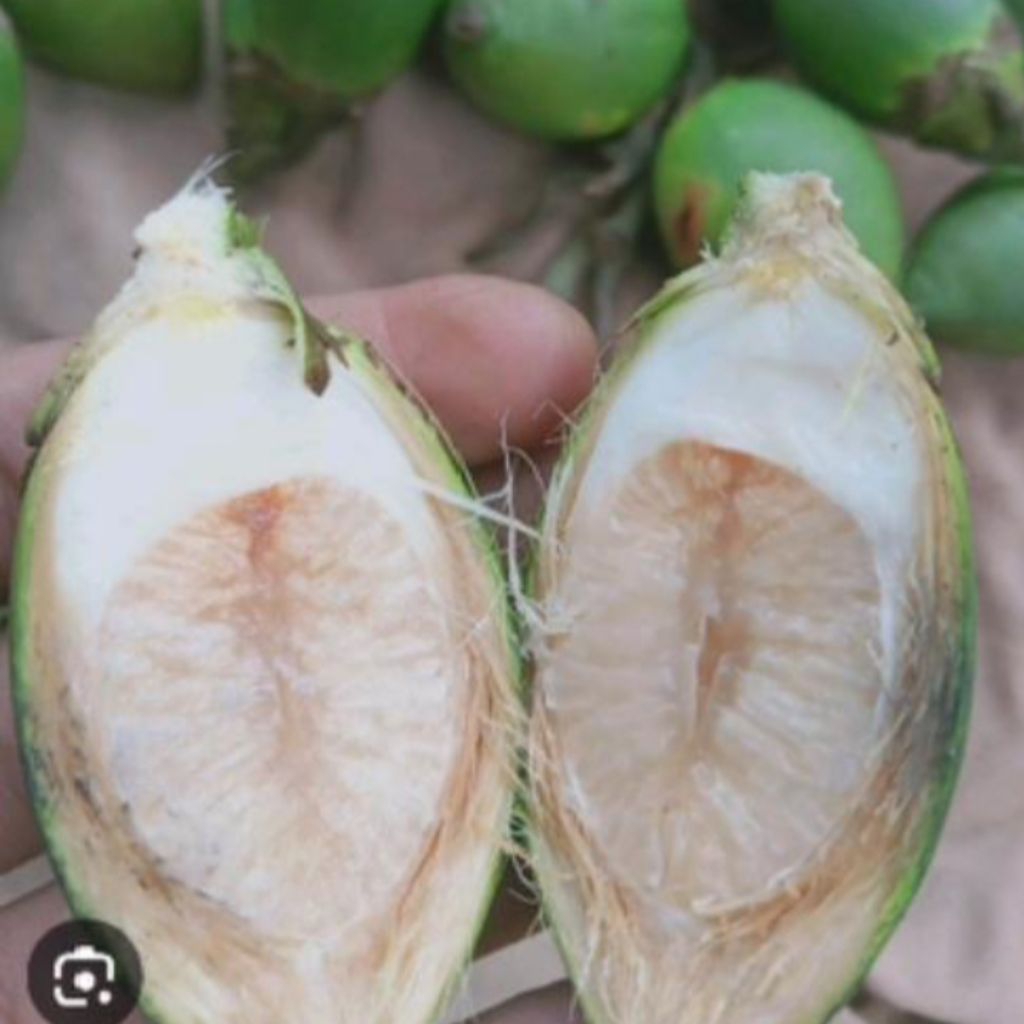 

Promo buah pinang muda/jame muda 1kg
