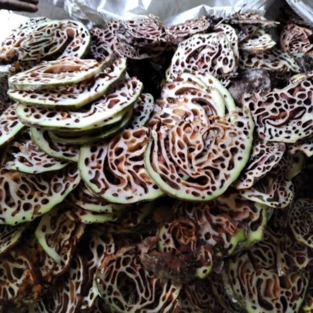

Sarang semut asli 1kg Sarang semut segar/basah obat herbal