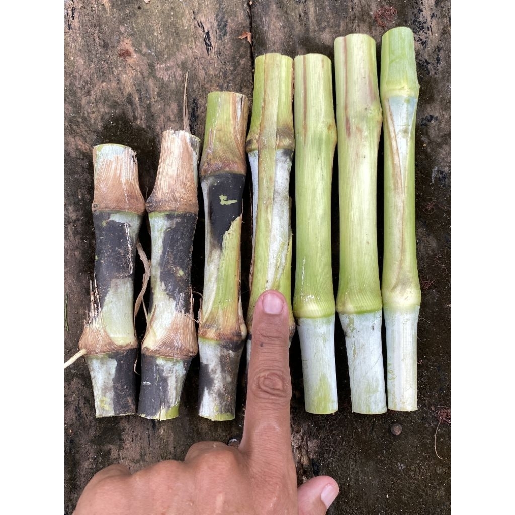 Bibit Rumput Biovitas Per Stek