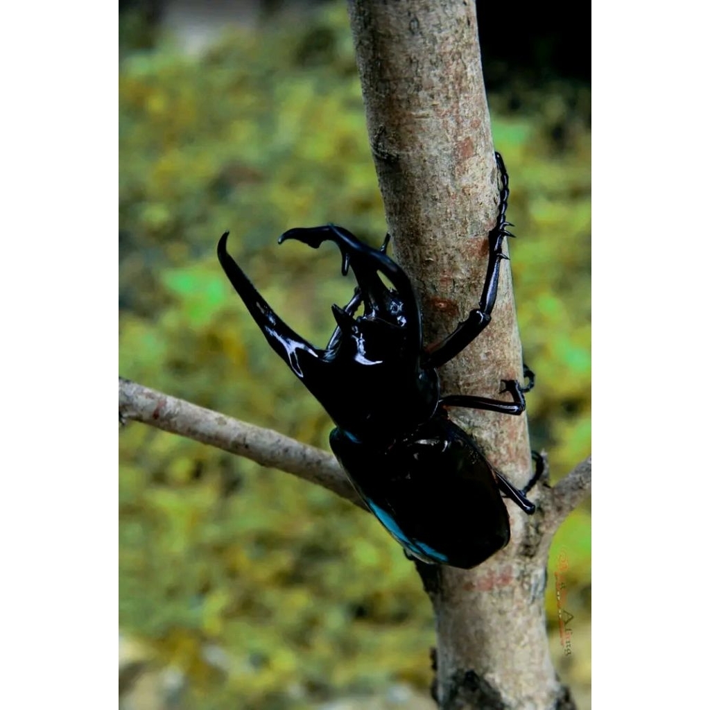 kumbang tanduk kumbang badak per 1 pasang mainan anak