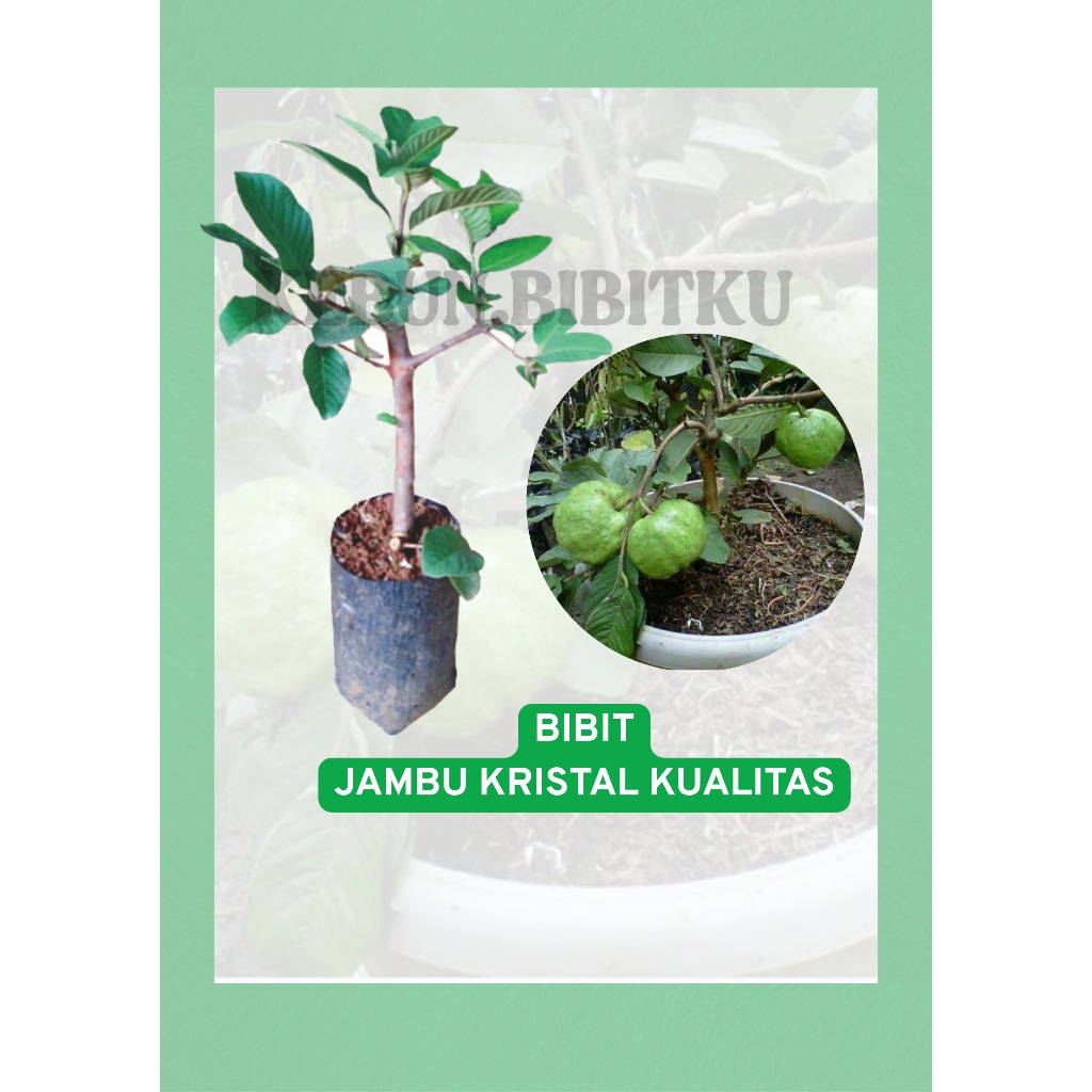 Bibit jambu kristal (sudah berbuah)
