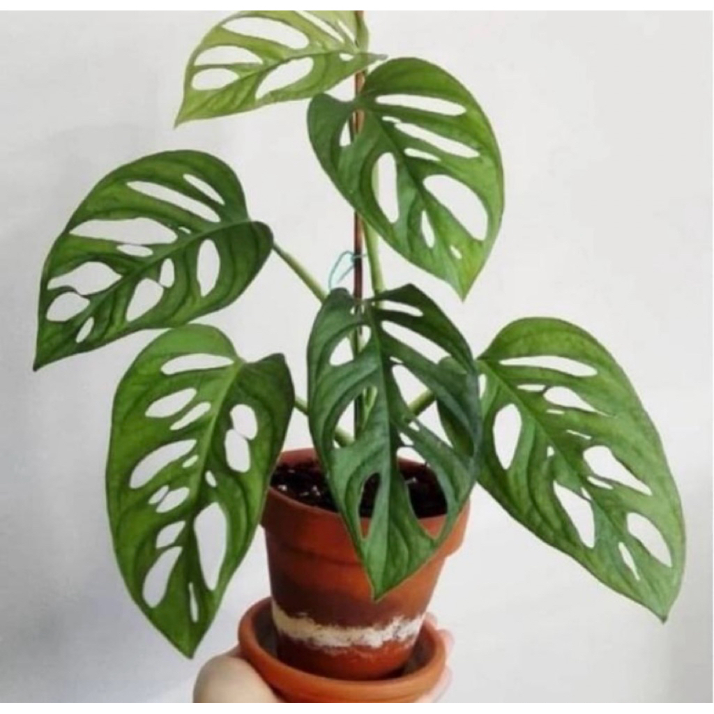 tanaman janda bolong bibit bunga janda bolong berkualitas