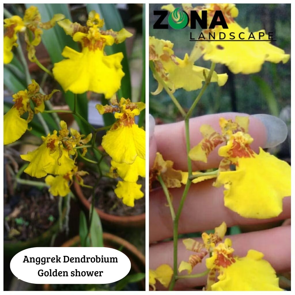 Bunga Anggrek Dendrobium Golden Shower (+ Pot Tanah Liat & Media ) Anggrek dendro Import