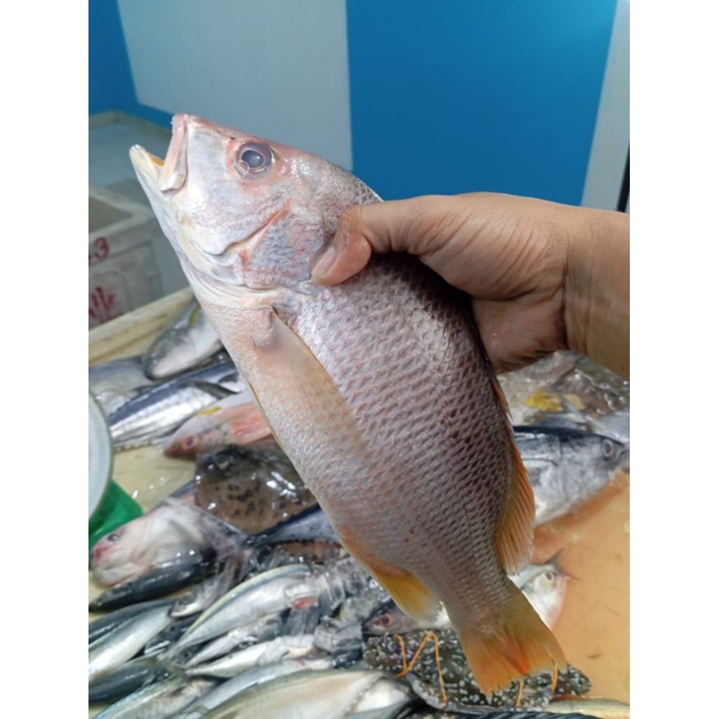 

Ikan Jenahar