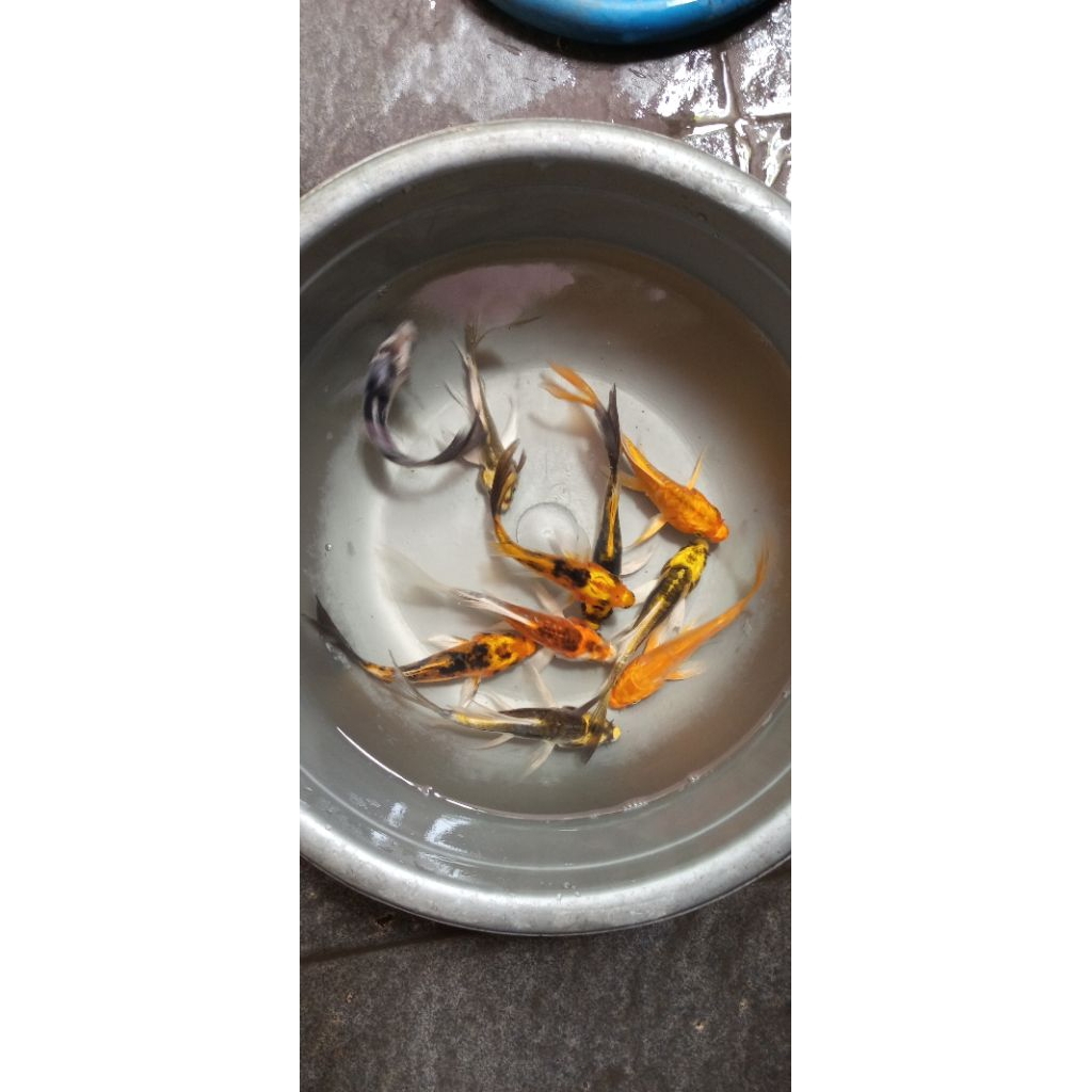 ikan hias koi metalik slayer / ikan koi