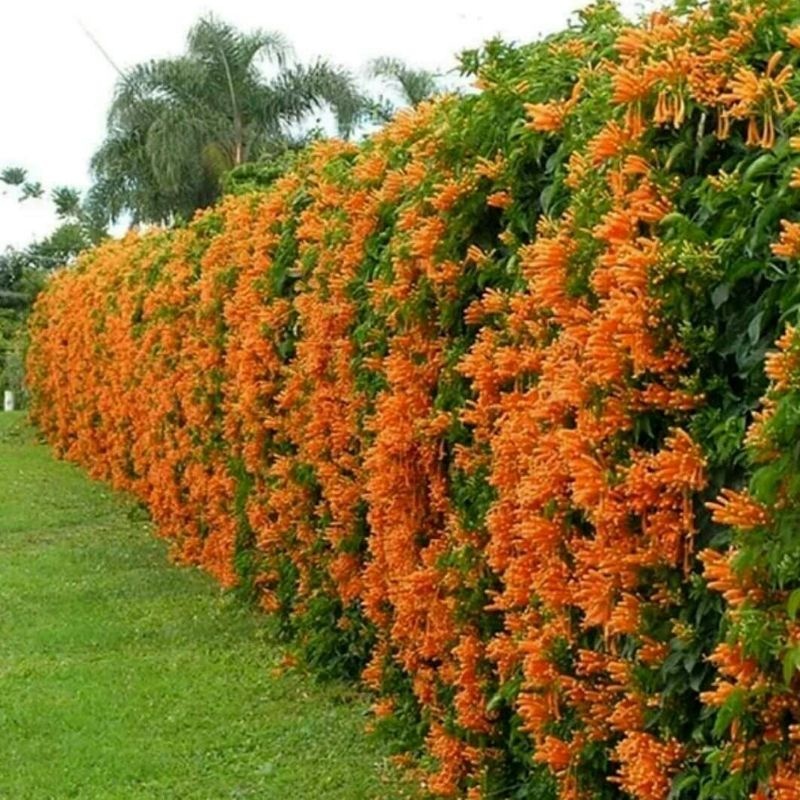 Bunga Jalar Api Flam Vine Tanaman Hias Dan Juga Vegetasi Lebah Madu Pakan Klanceng