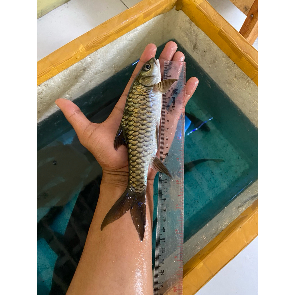 stiker ikan masheer hidup