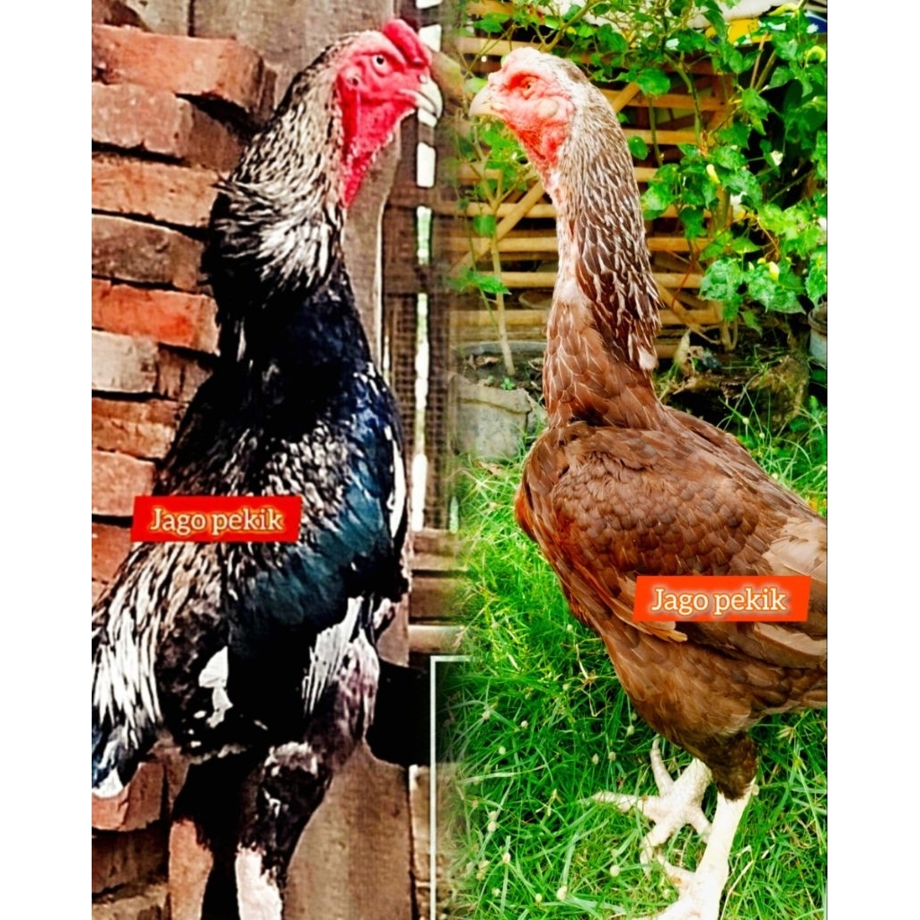 telur oshamo line zuchter