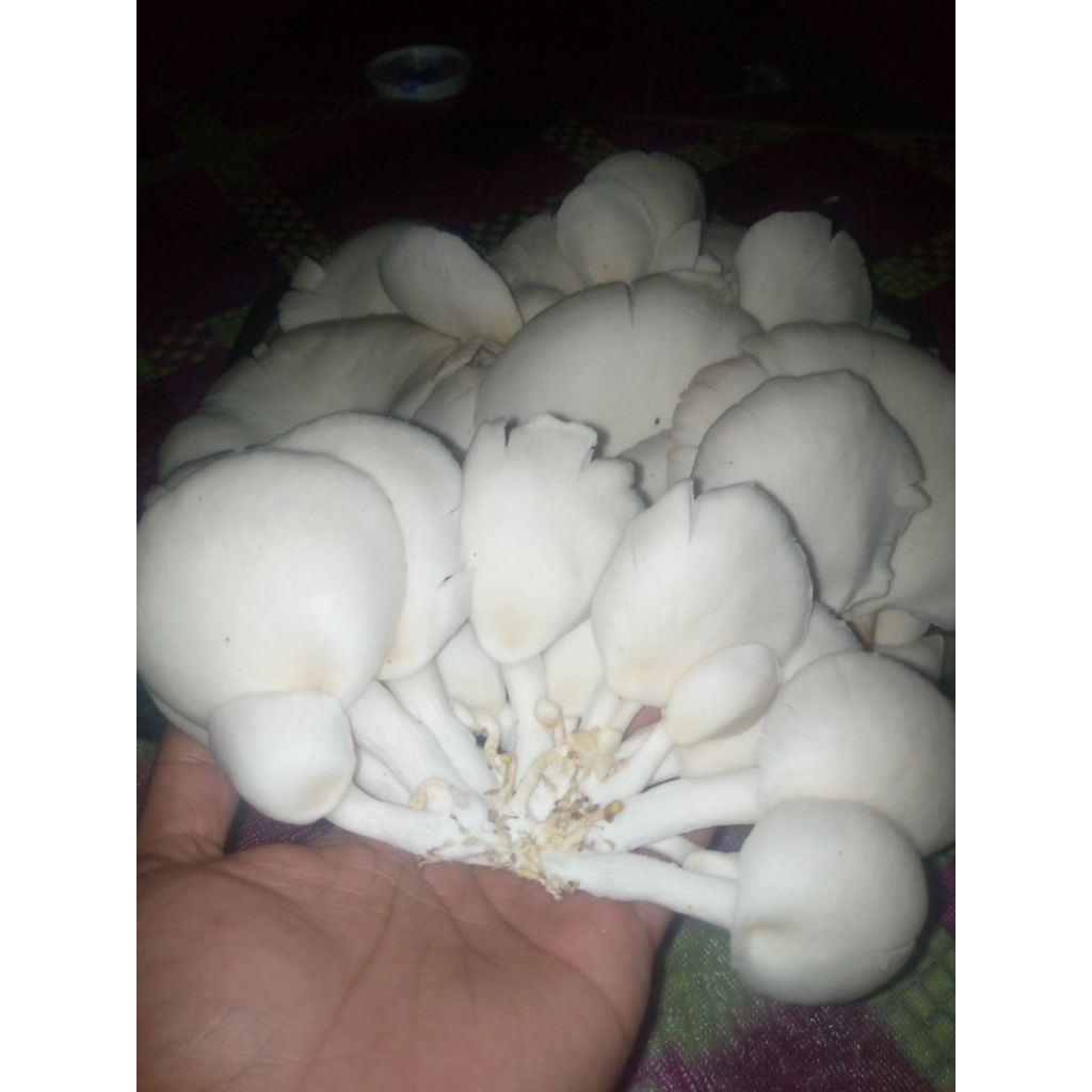 

jamur tiram 500gr - 1kg jamur enak