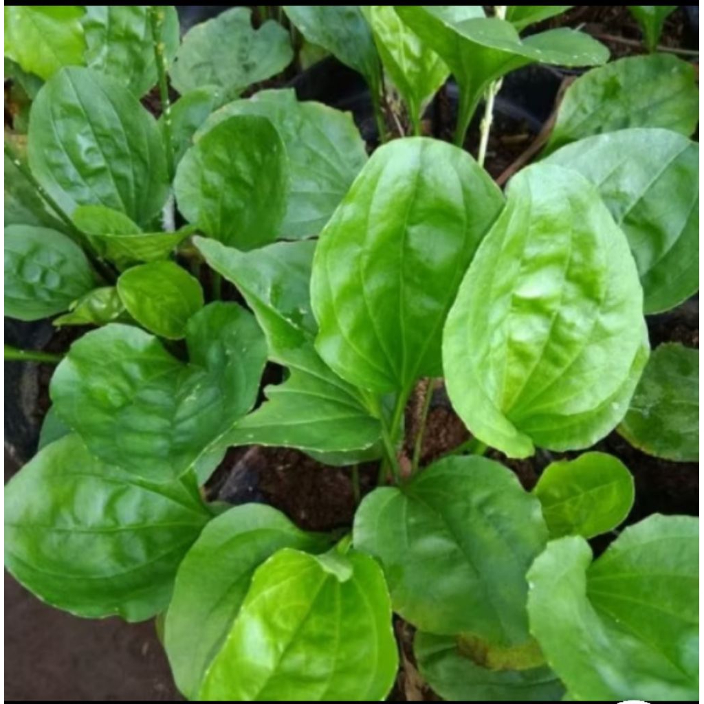 

TERMURAH DAUN KI URAT/DAUN SENDOK 250g