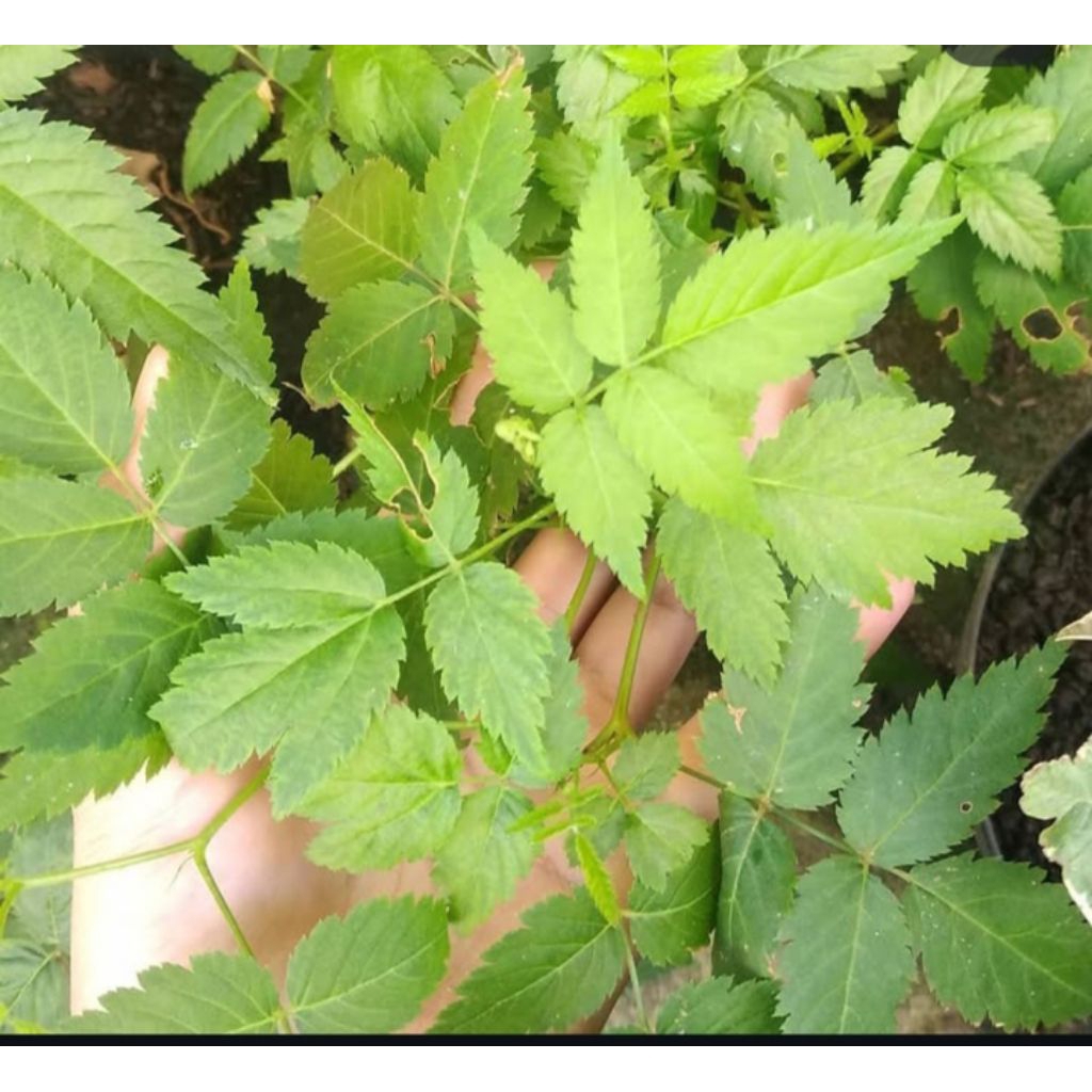 bibit raspberry merah/arbei hutan