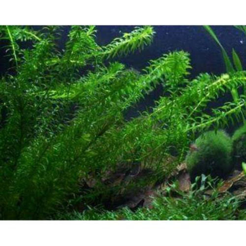 Ganggang air tanaman aquascape hiasan aquarium