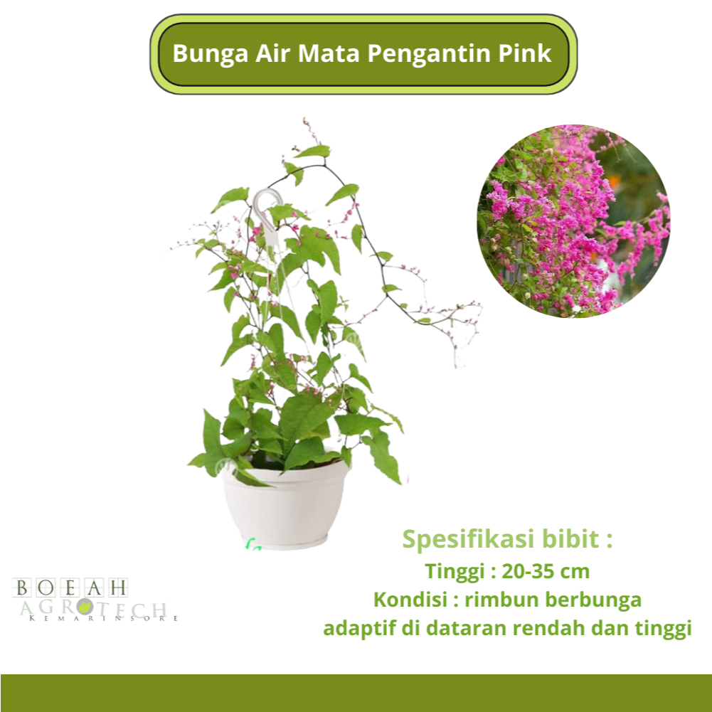 Baru Tanaman Bunga Air Mata Pengantin Pink/ Bunga Air Mata Pengantin Pink/ Tanaman Air Mata